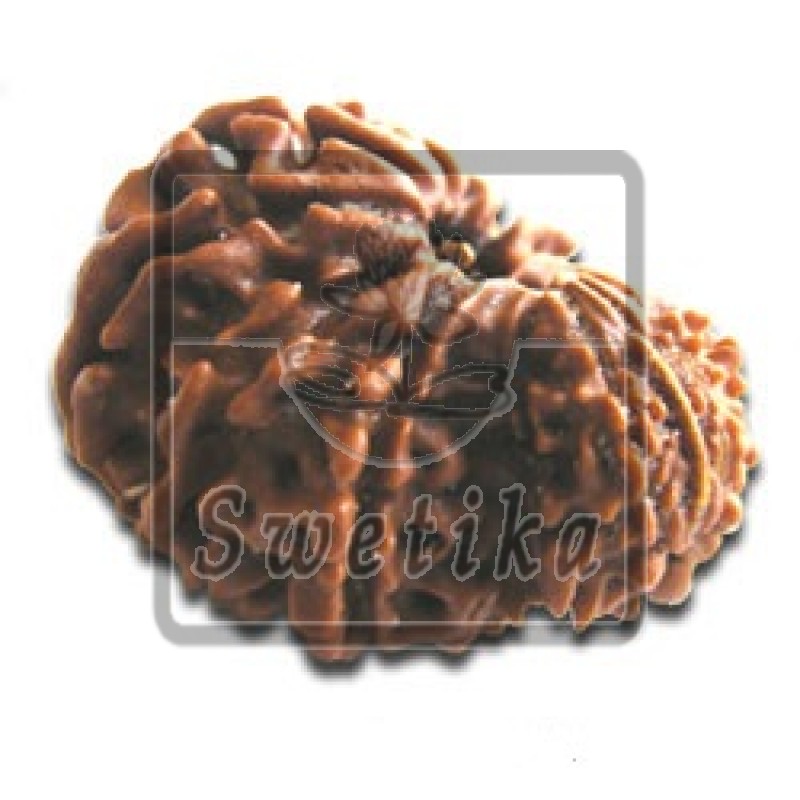 Garbh Gauri Rudraksha