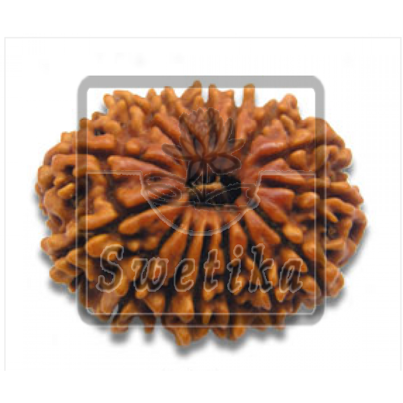 14 Mukhi Rudraksha